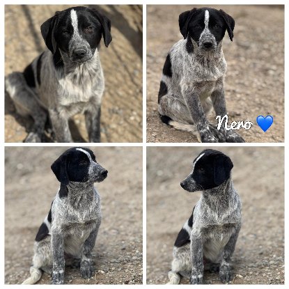 Adopter Nero