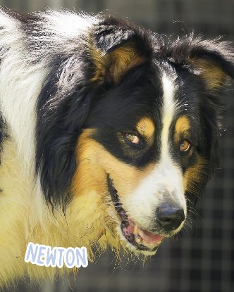 Adopter Newton