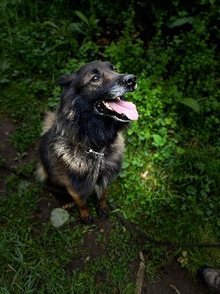 Adoption Nicky