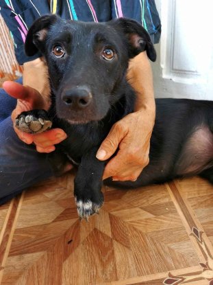Adopter Nikita