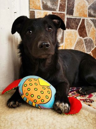 Adopter Nikita