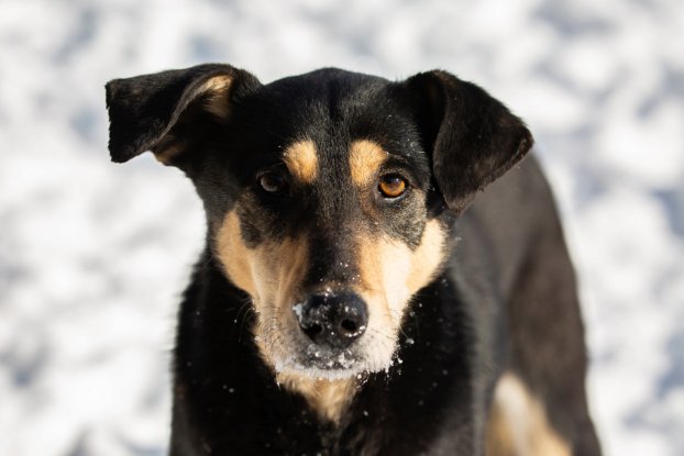 Adopter Nina
