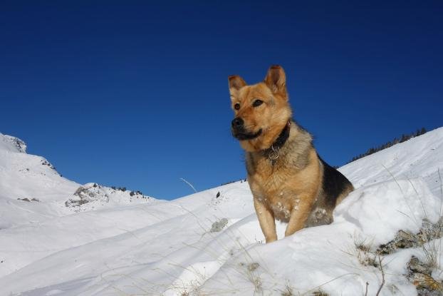 Adopter Nina