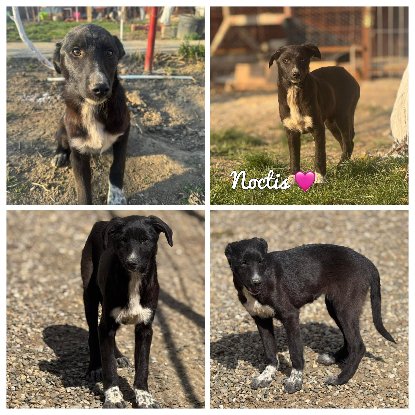 Adopter Noctis