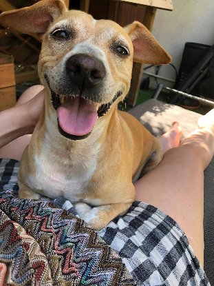 Adopter Noisette