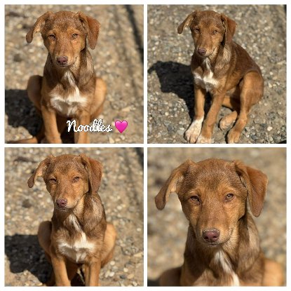 Adopter Noodles