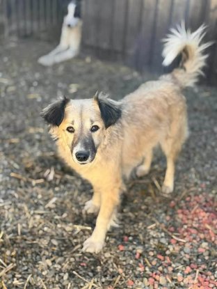 Adopter Nope
