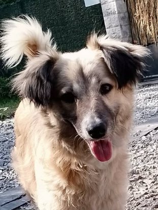 Adopter Nope
