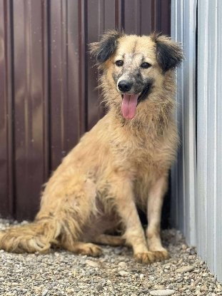 Adoption Nope