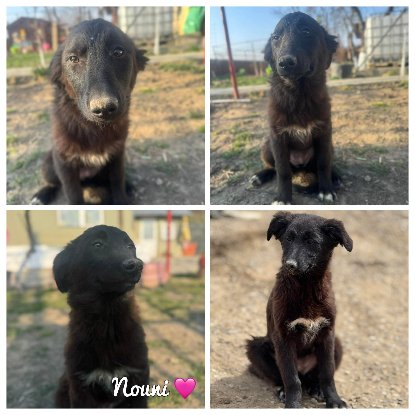 Adopter Nouni