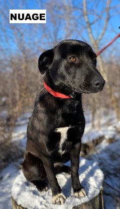 Adopter Nuage