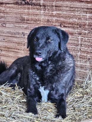 Adopter Nugget