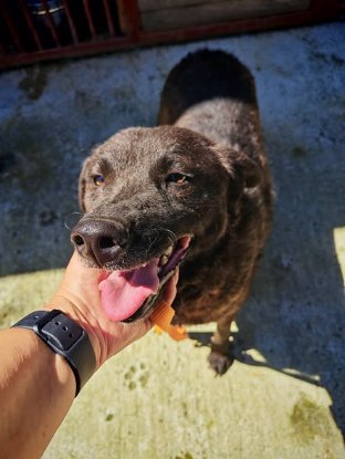 Adoption Nugget