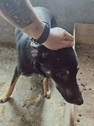 Adopter Ohio