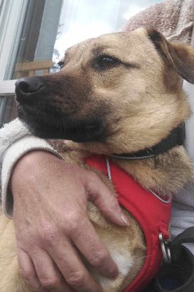 Adopter Olaf
