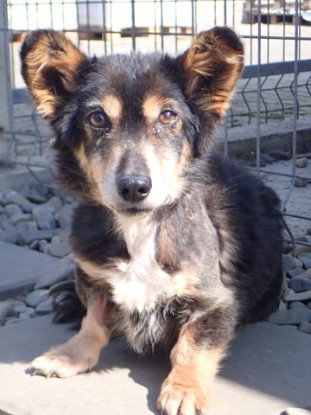 Adopter Oldie