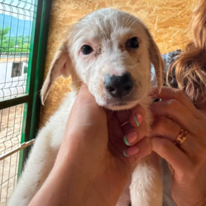 Adopter Olga