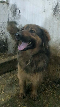 Adopter Orion