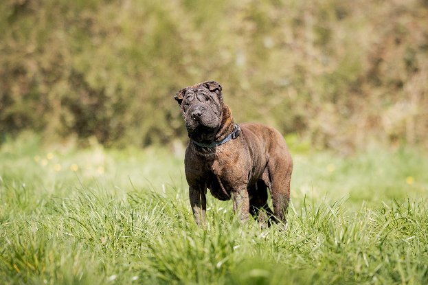 Adopter Orka