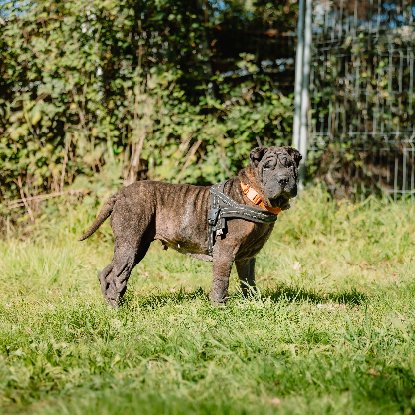 Adopter Orka