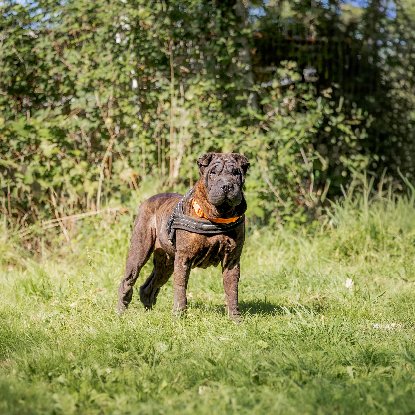 Adoption Orka