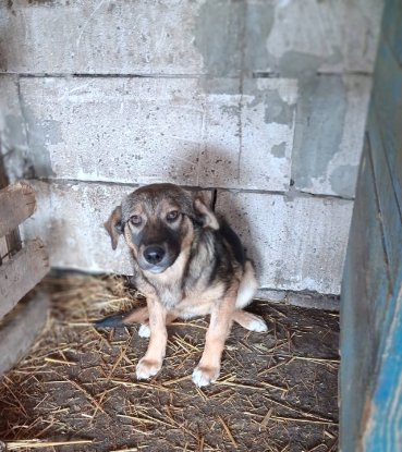 Adopter Orma