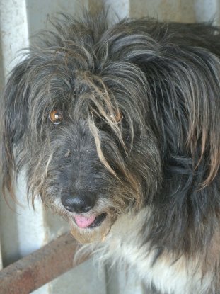 Adopter Otto