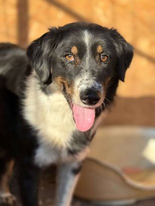 Adopter Ozzy