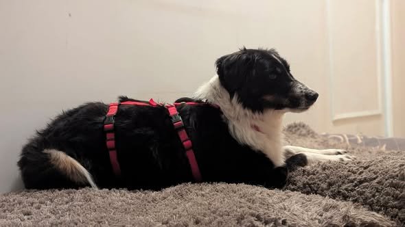 Adopter Ozzy