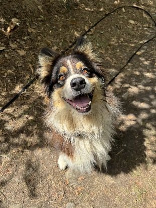Adopter Pablo