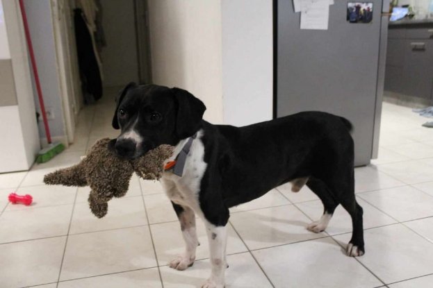 Adopter Pacha