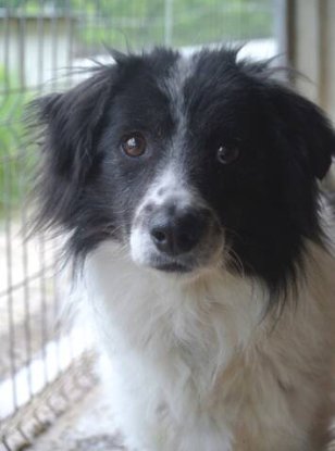 Adopter Paillette