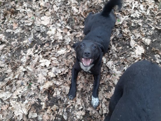 Adoption Pallina