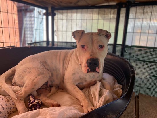 Adopter Palma