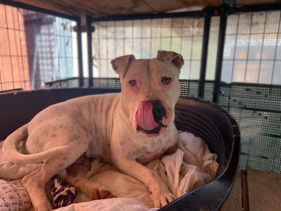 Adopter Palma