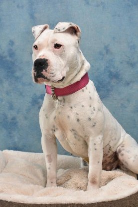 Adoption Palma