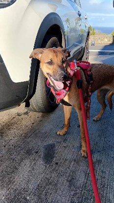 Adopter Papaye