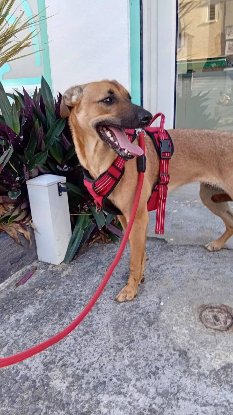 Adopter Papaye
