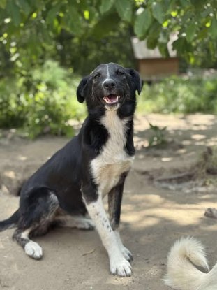 Adopter Paska