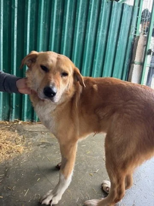 Adopter Passy
