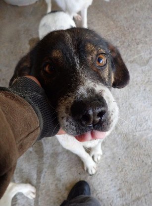 Adopter Peanuts