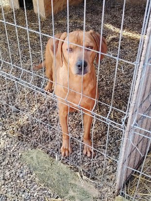 Adopter Pearl