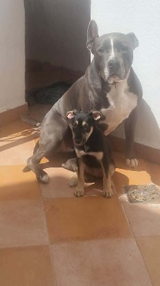 Adopter Pépita