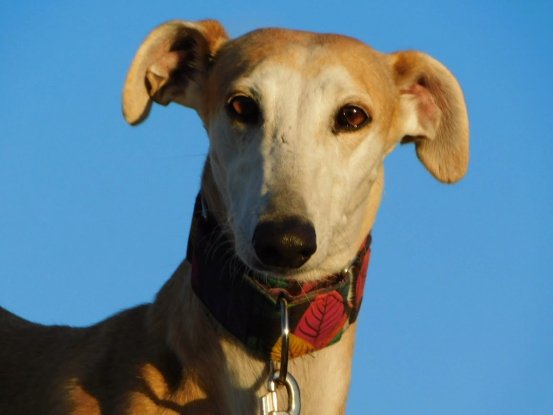 Adopter Perla