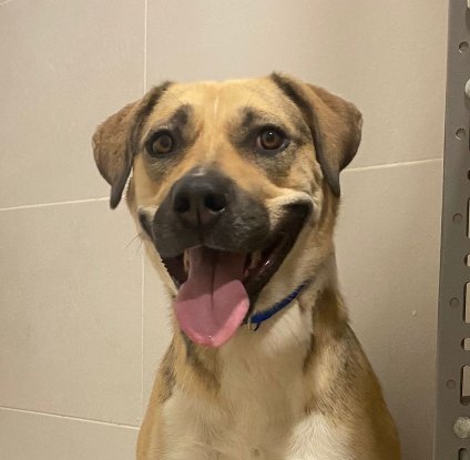 Adoption Perma