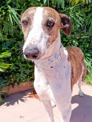 Adopter Picolo