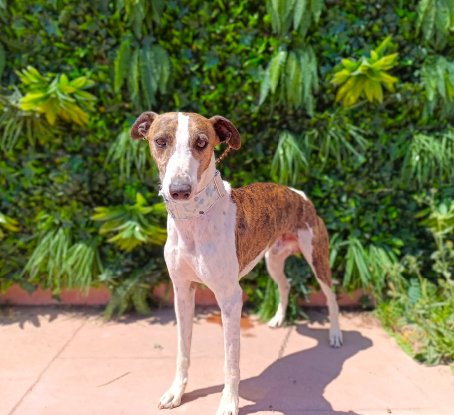 Adopter Picolo