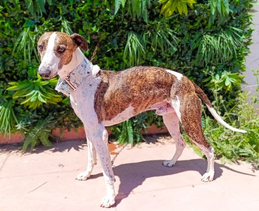 Adoption Picolo
