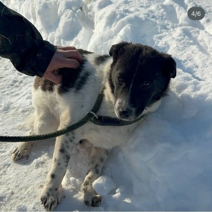 Adopter Pif