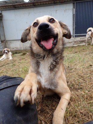 Adopter Piment